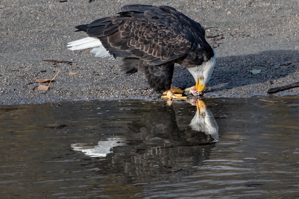 a bald eagle eating a fish in the water