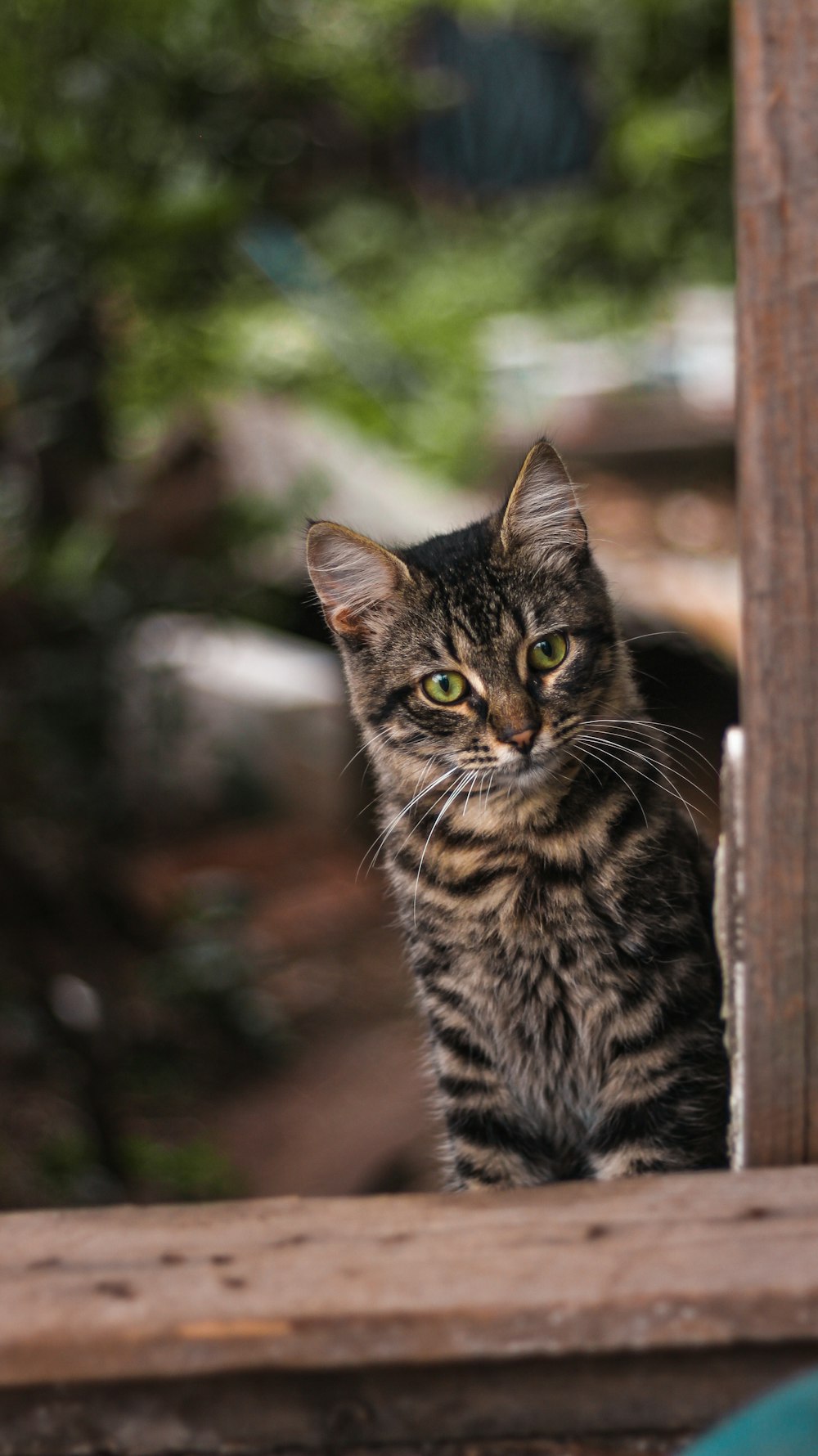 Eine Katze sitzt auf einer Holzbank