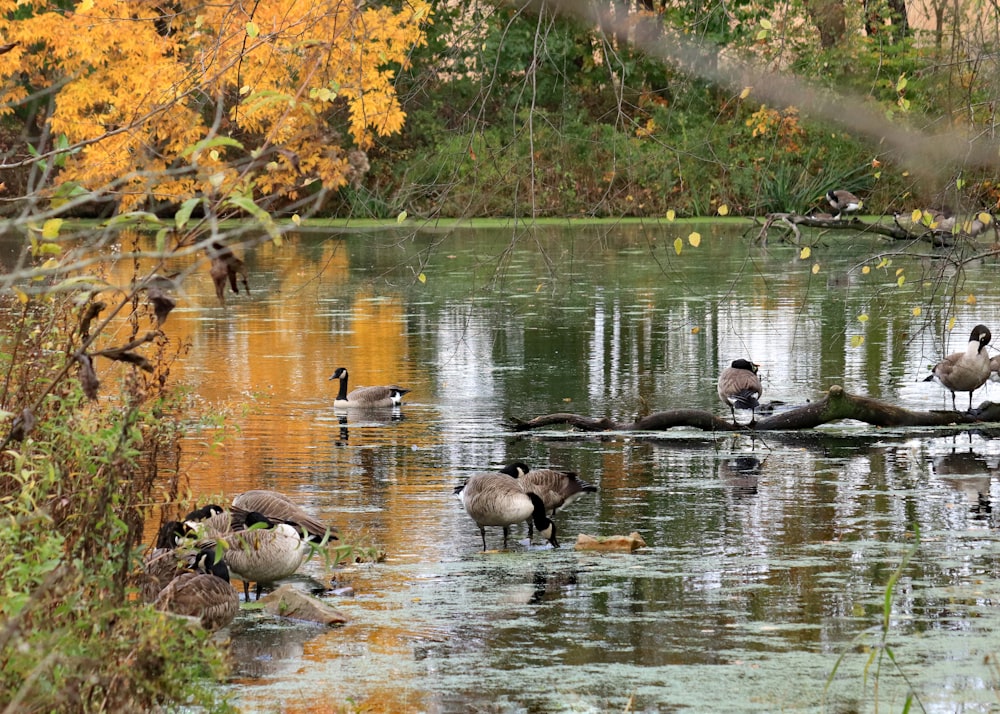 a group of ducks swimming on top of a lake