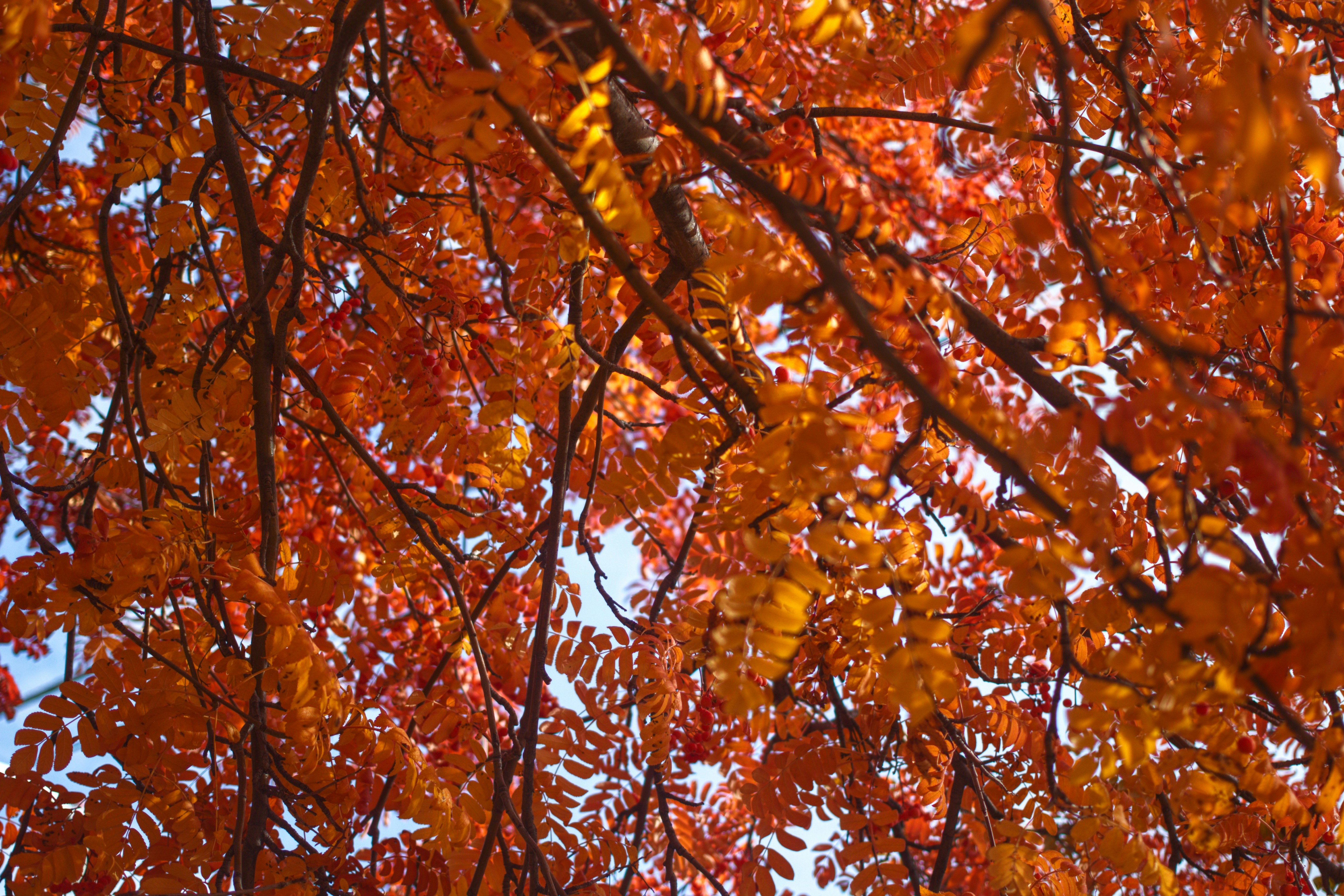 Photo by joshua_hoehne