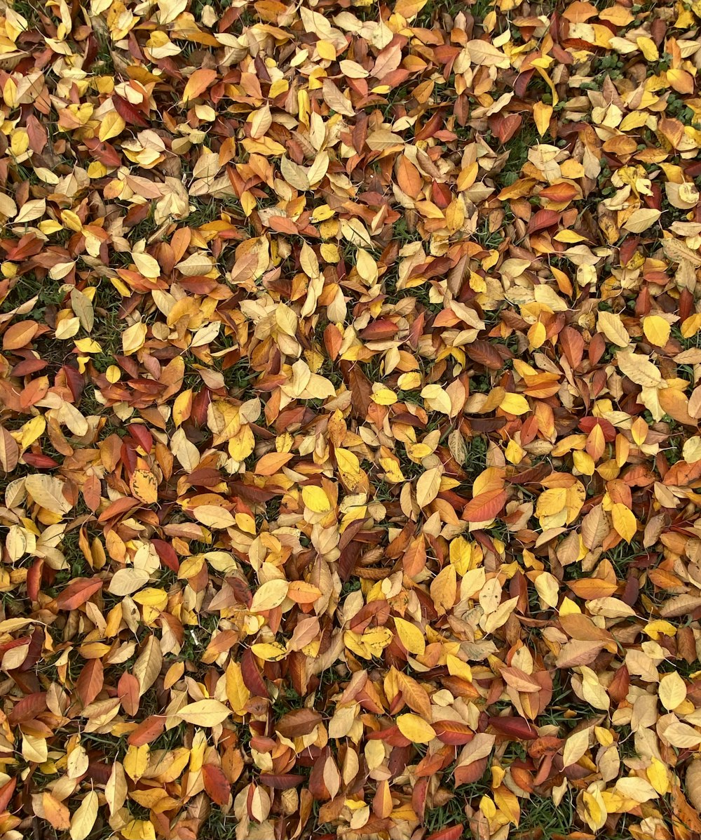 un bouquet de feuilles qui sont sur le sol