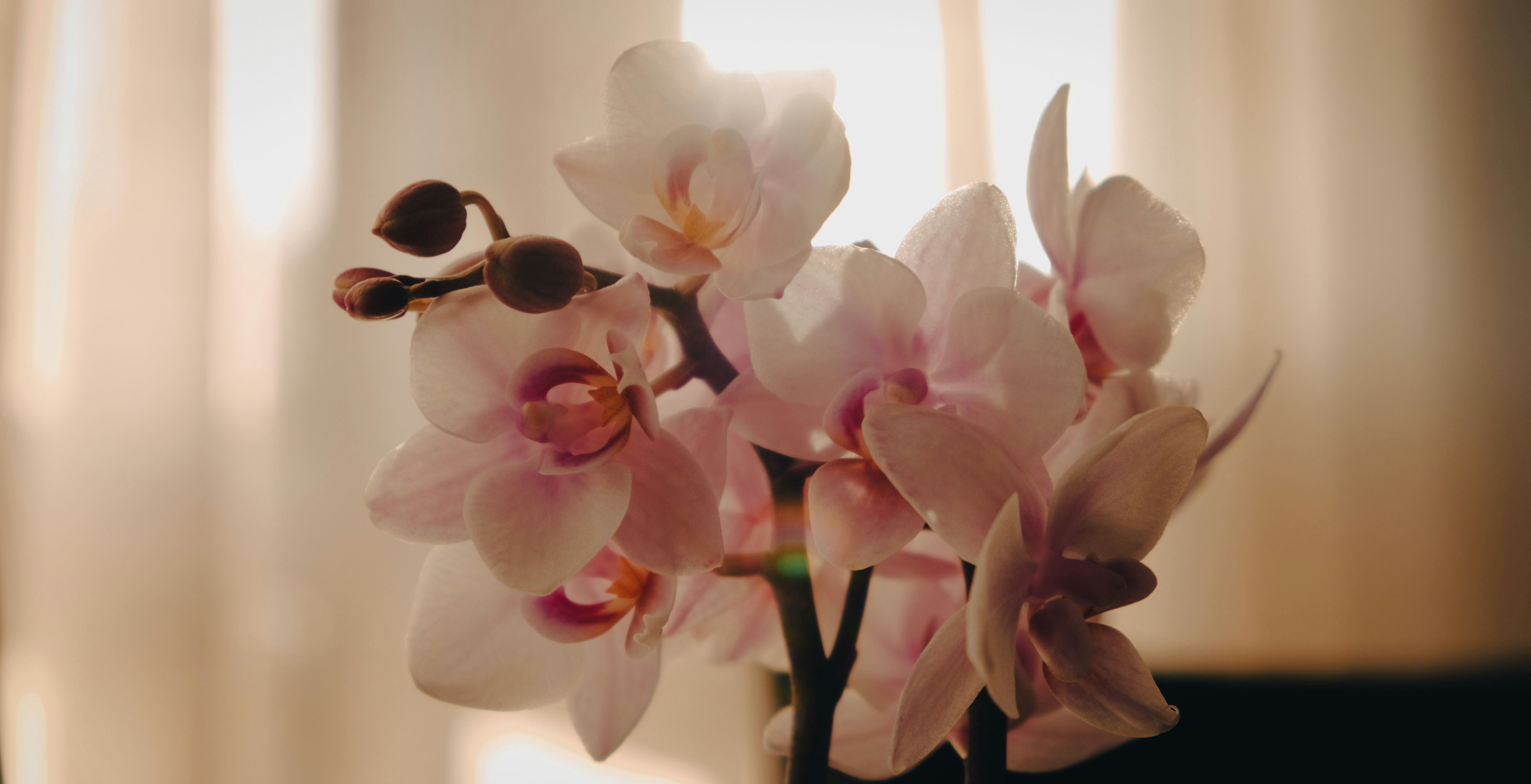 Photo by isabeladrasovean