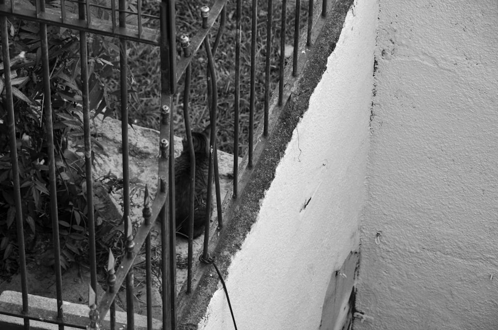 a black and white photo of a cat behind a fence