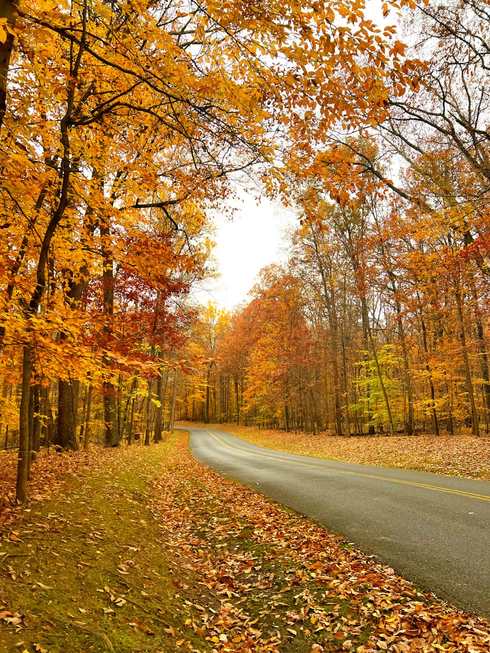 a road in the middle of a forest with lots of leaves on the ground