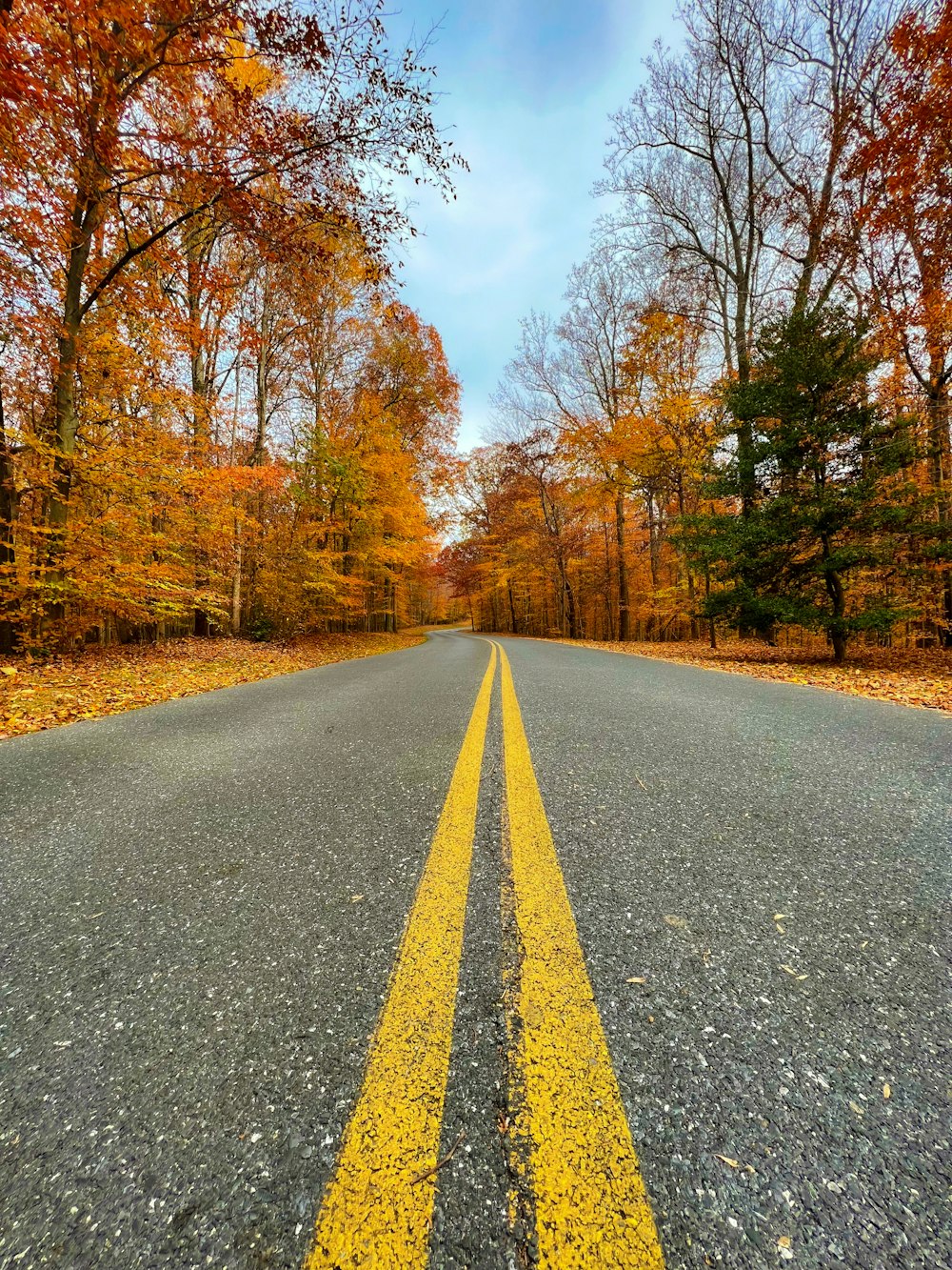 an empty road surrounded by trees in the fall