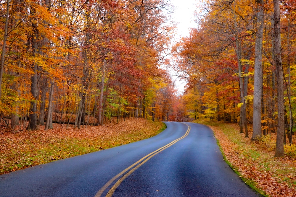 a road in the middle of a forest with lots of trees