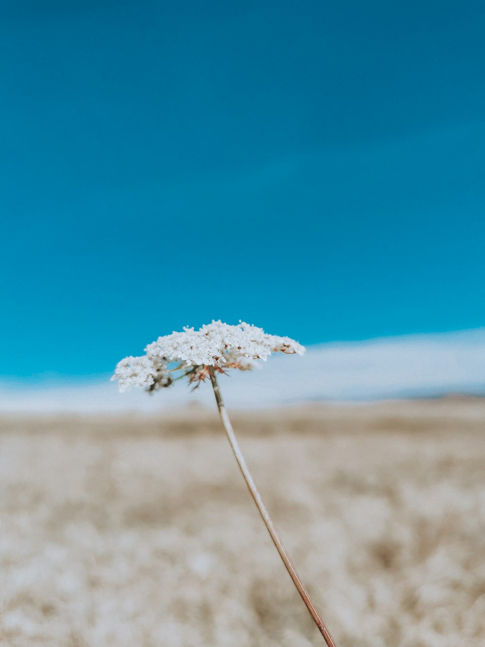 a single white flower in a field with a blue sky in the background