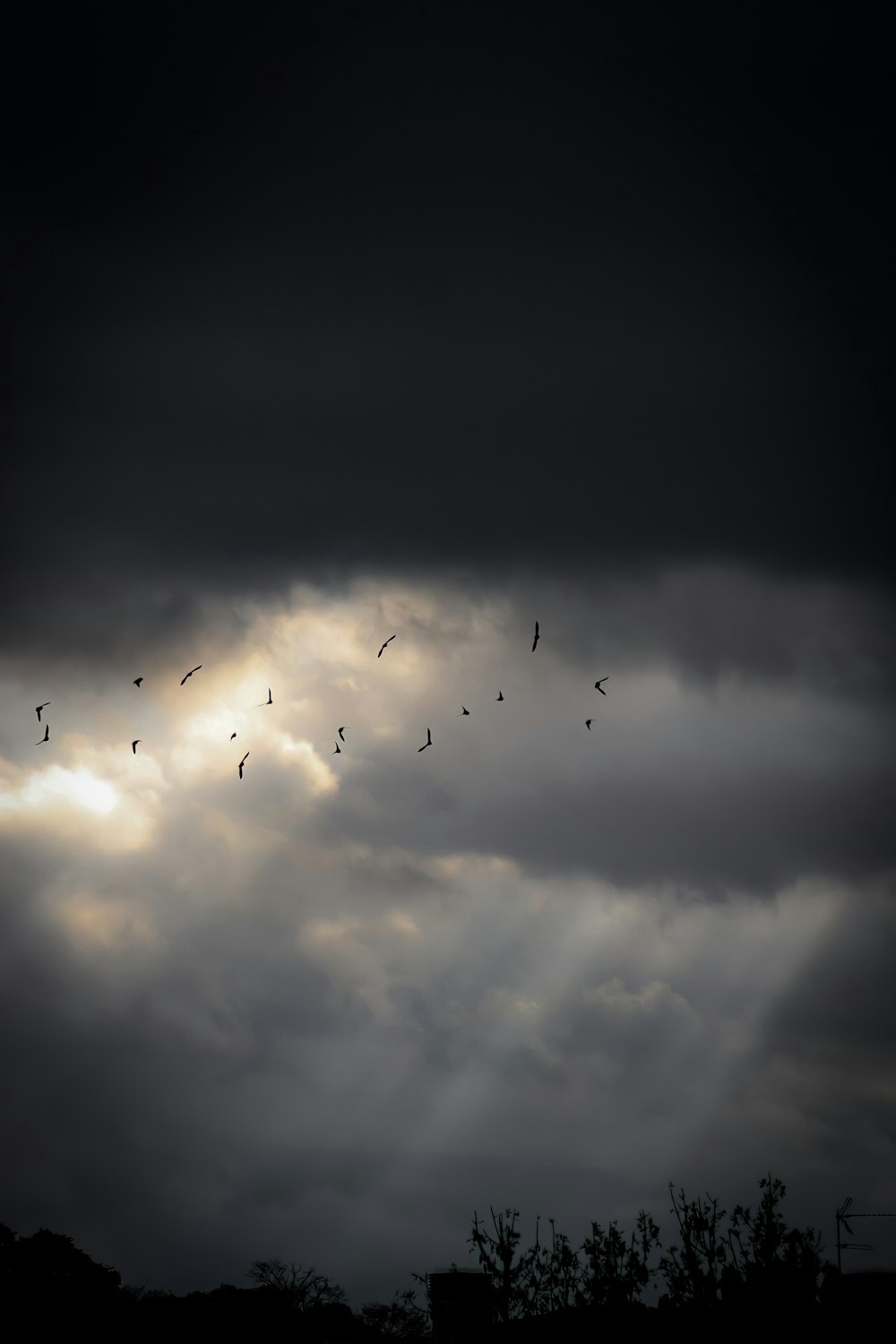 a flock of birds flying through a cloudy sky