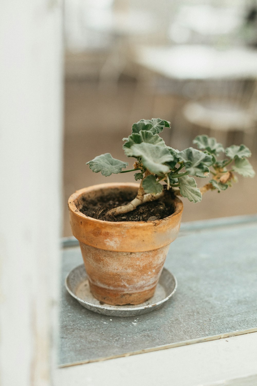 una piccola pianta in vaso seduta sopra un davanzale