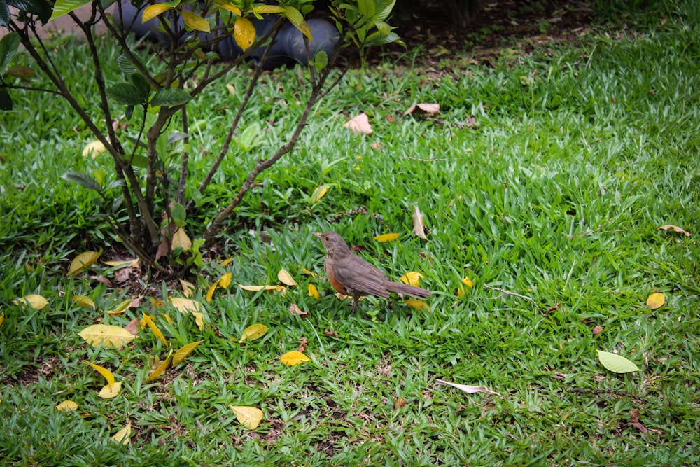 a small bird is standing in the grass