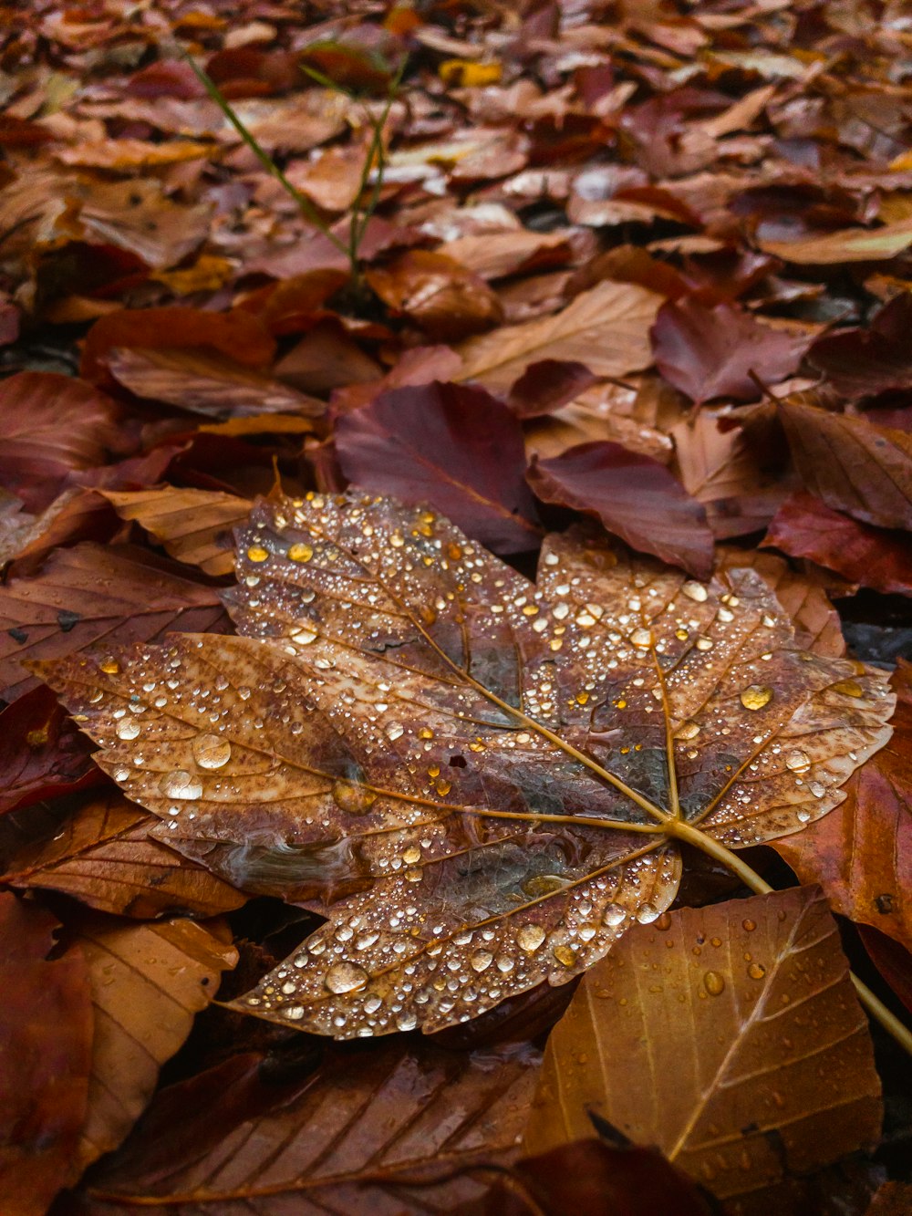 a close up of a leaf with water droplets on it