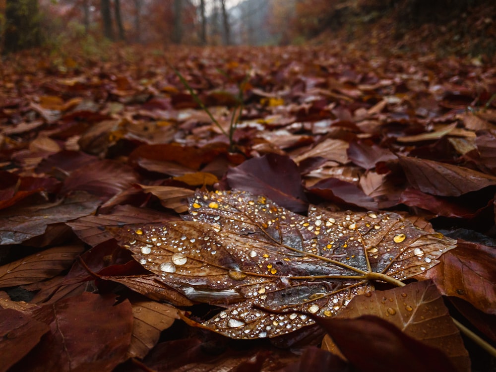 a leaf laying on top of a pile of leaves