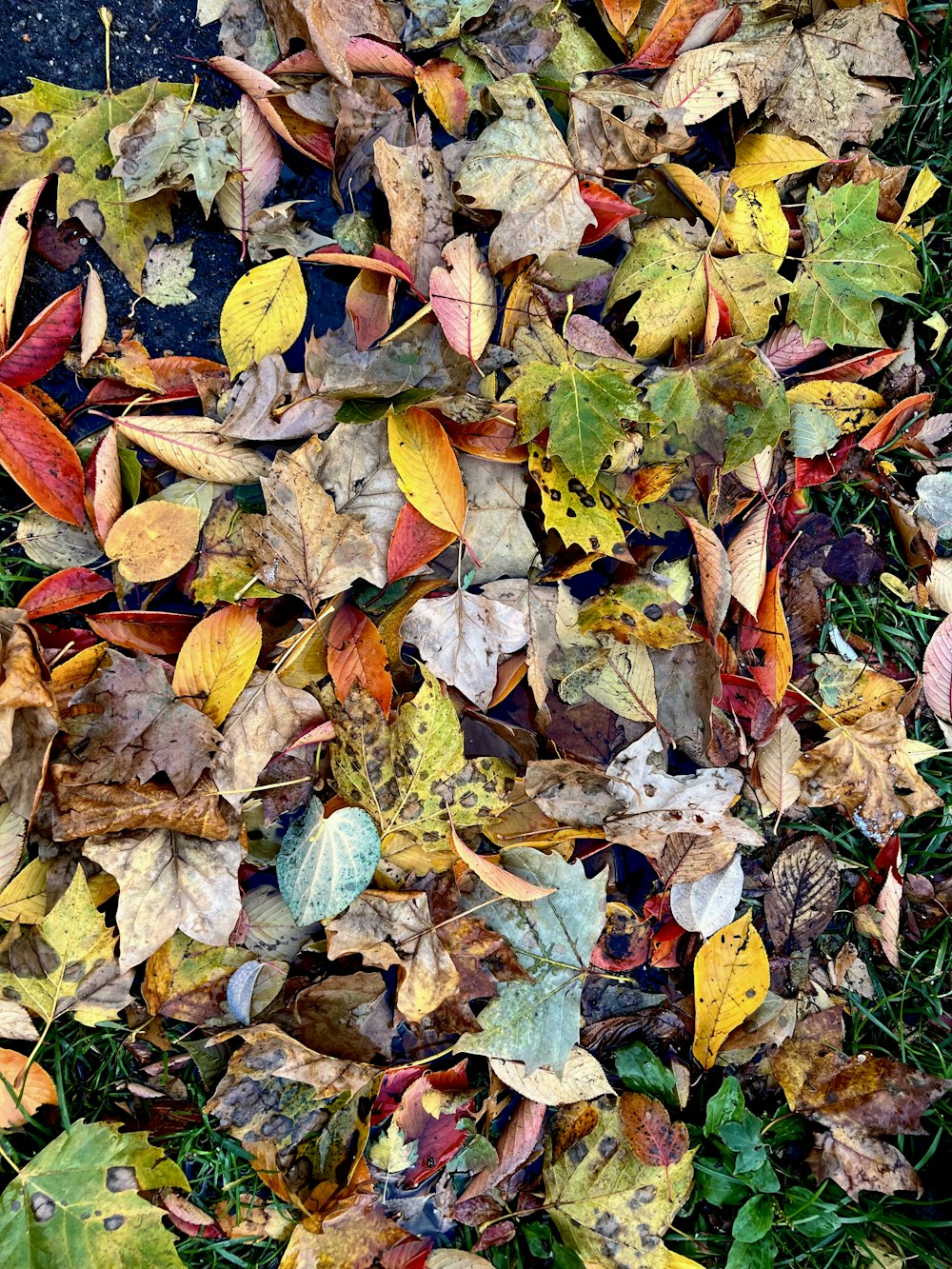 a bunch of leaves that are laying on the ground