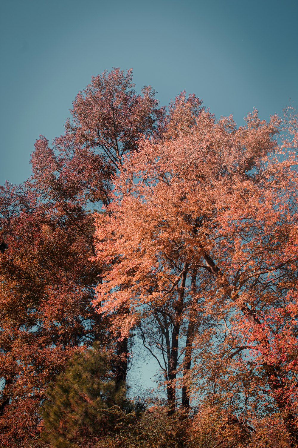 a group of trees with orange and red leaves