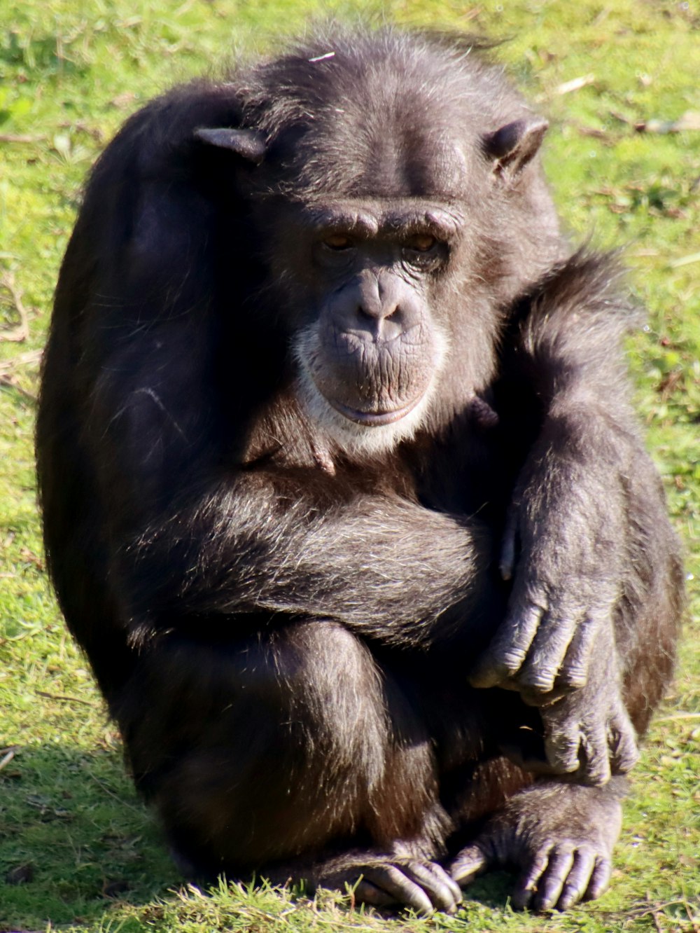 a monkey sitting on the ground in a grassy area