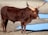 A large, muscular bull with long, wide horns stands on a dry, sandy terrain near patches of water. The bull's coat is a deep brown color, and its robust figure is facing forward.