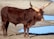 A large, muscular bull with long, wide horns stands on a dry, sandy terrain near patches of water. The bull's coat is a deep brown color, and its robust figure is facing forward.