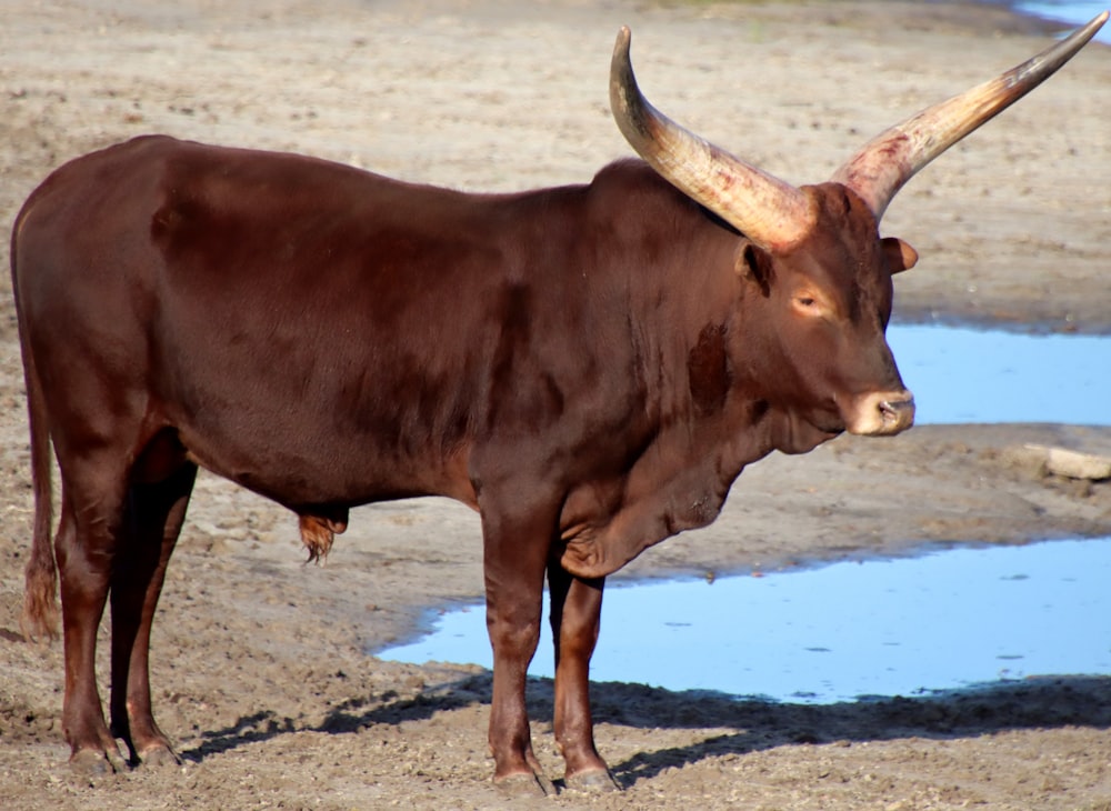 a brown cow with large horns standing on a dirt field