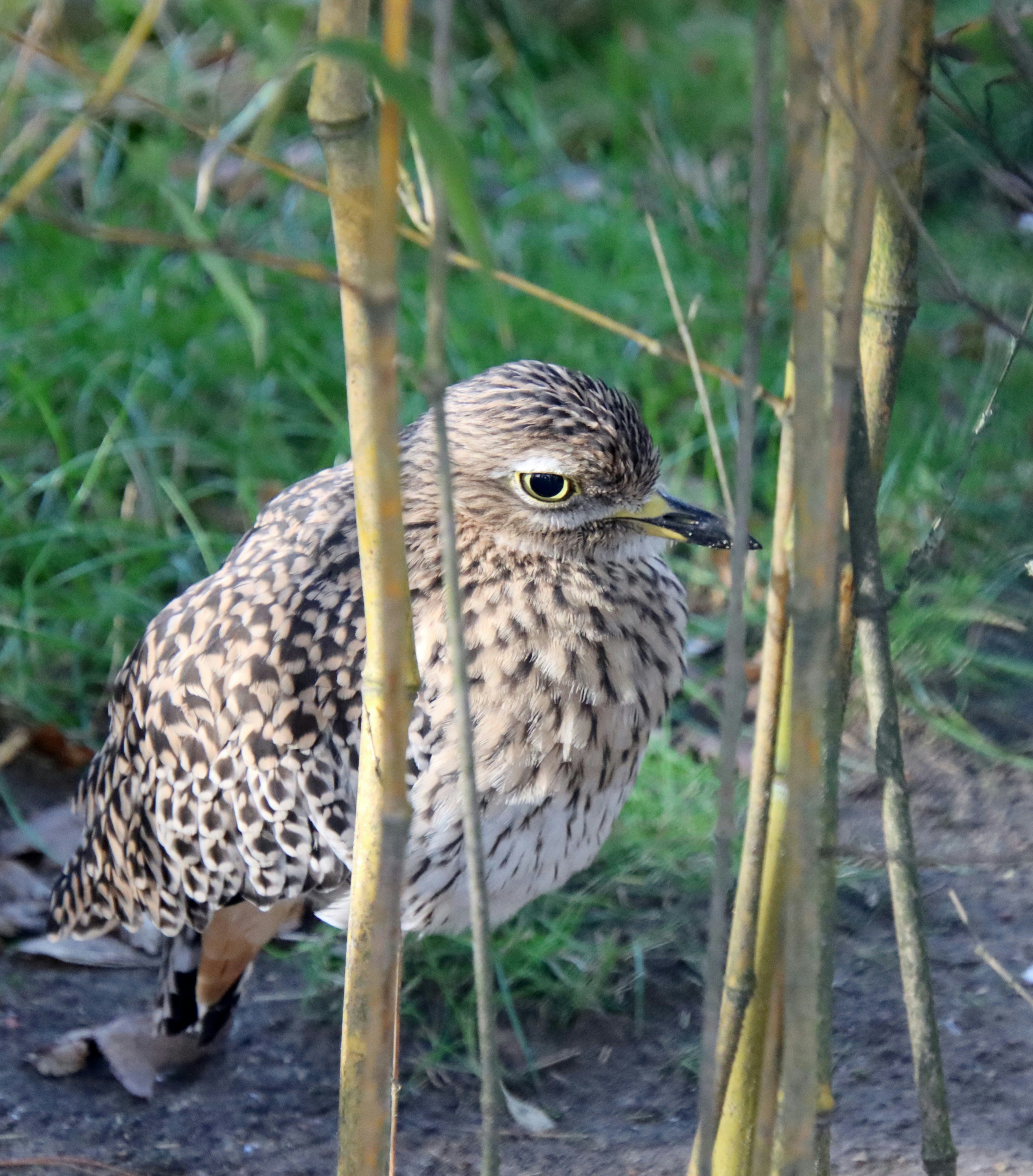 a small bird is standing among the trees