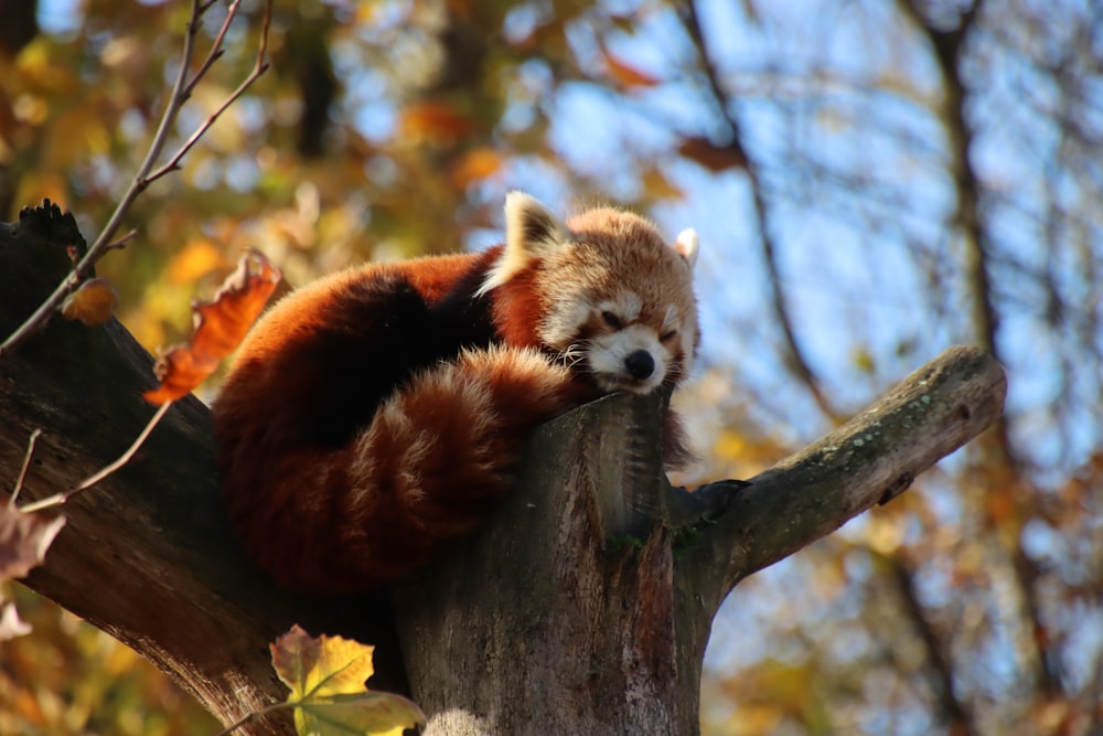 a red panda sleeping on top of a tree branch