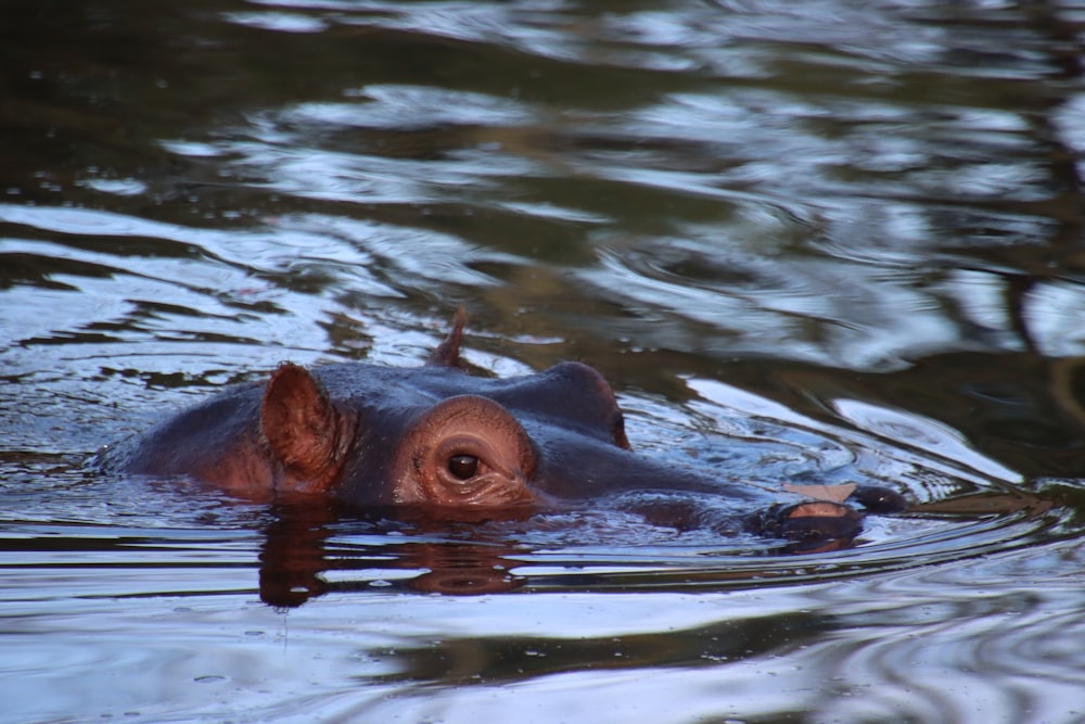 Un hipopótamo nadando en un cuerpo de agua