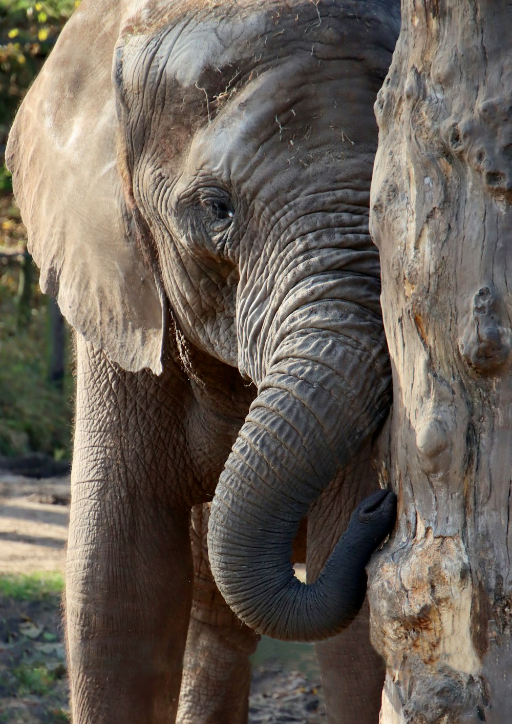 an elephant standing next to a tree trunk