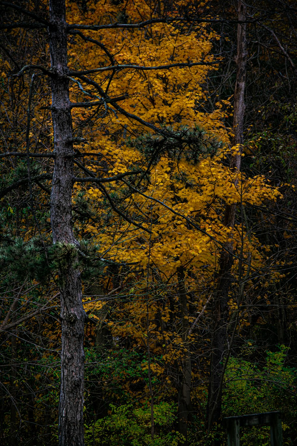 a bench sitting in the middle of a forest