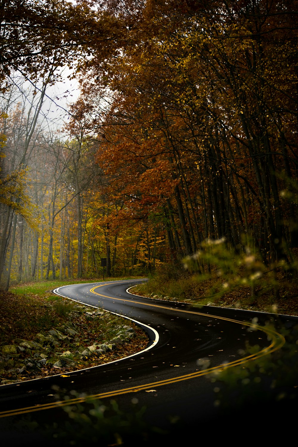 a winding road in the middle of a forest