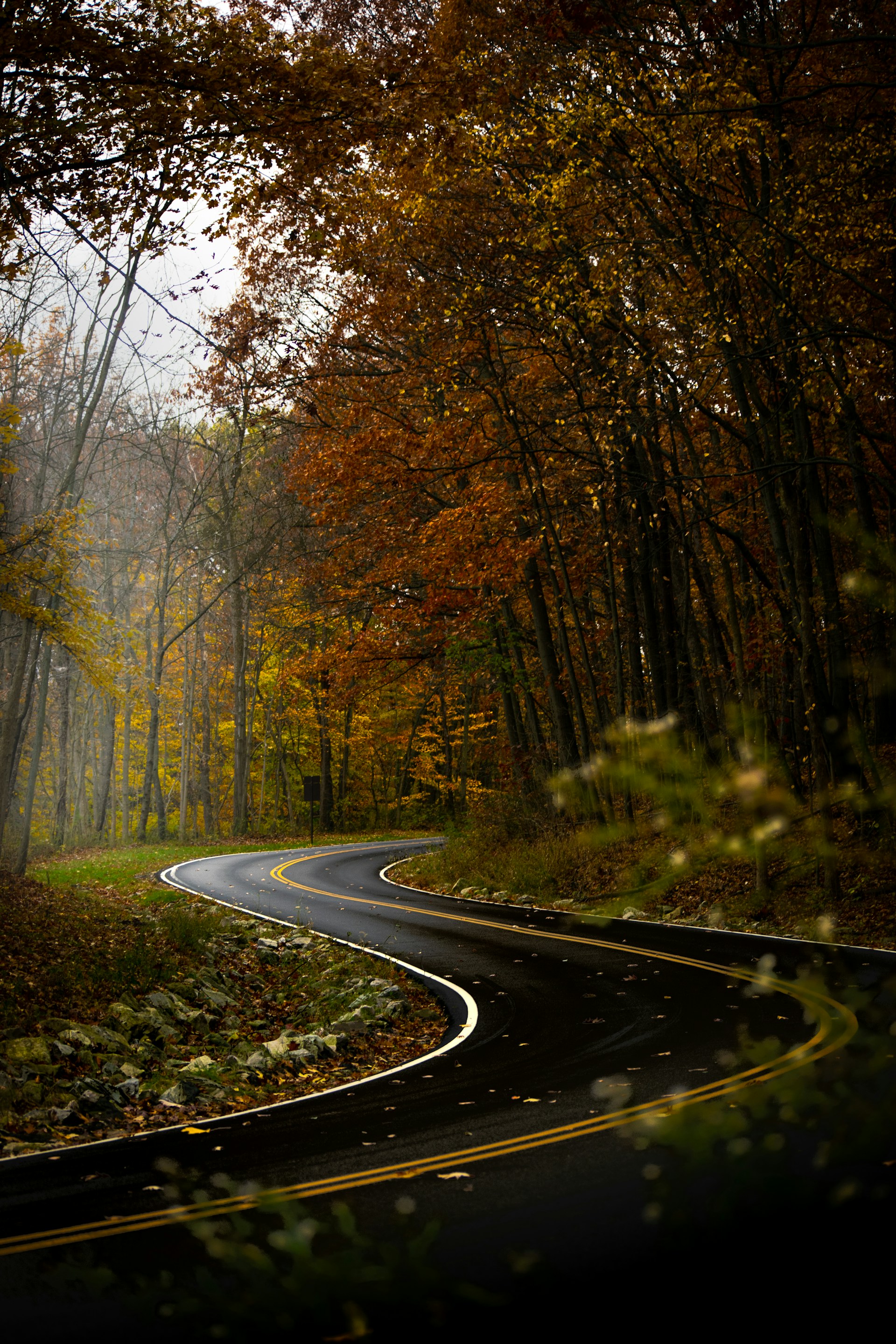 a winding road in the middle of a forest