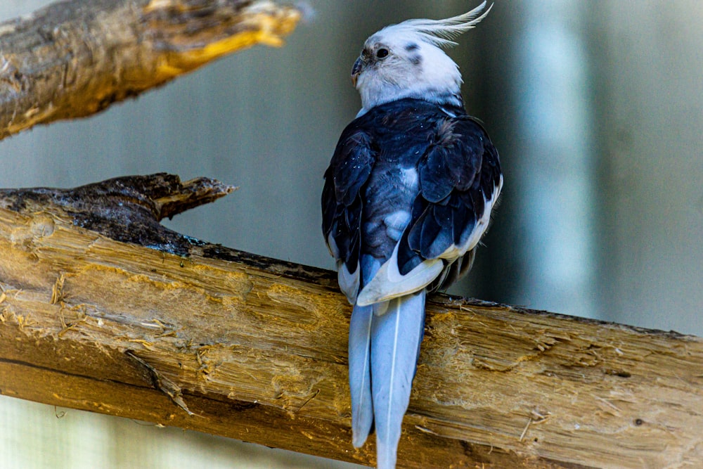 a white and black bird sitting on a branch