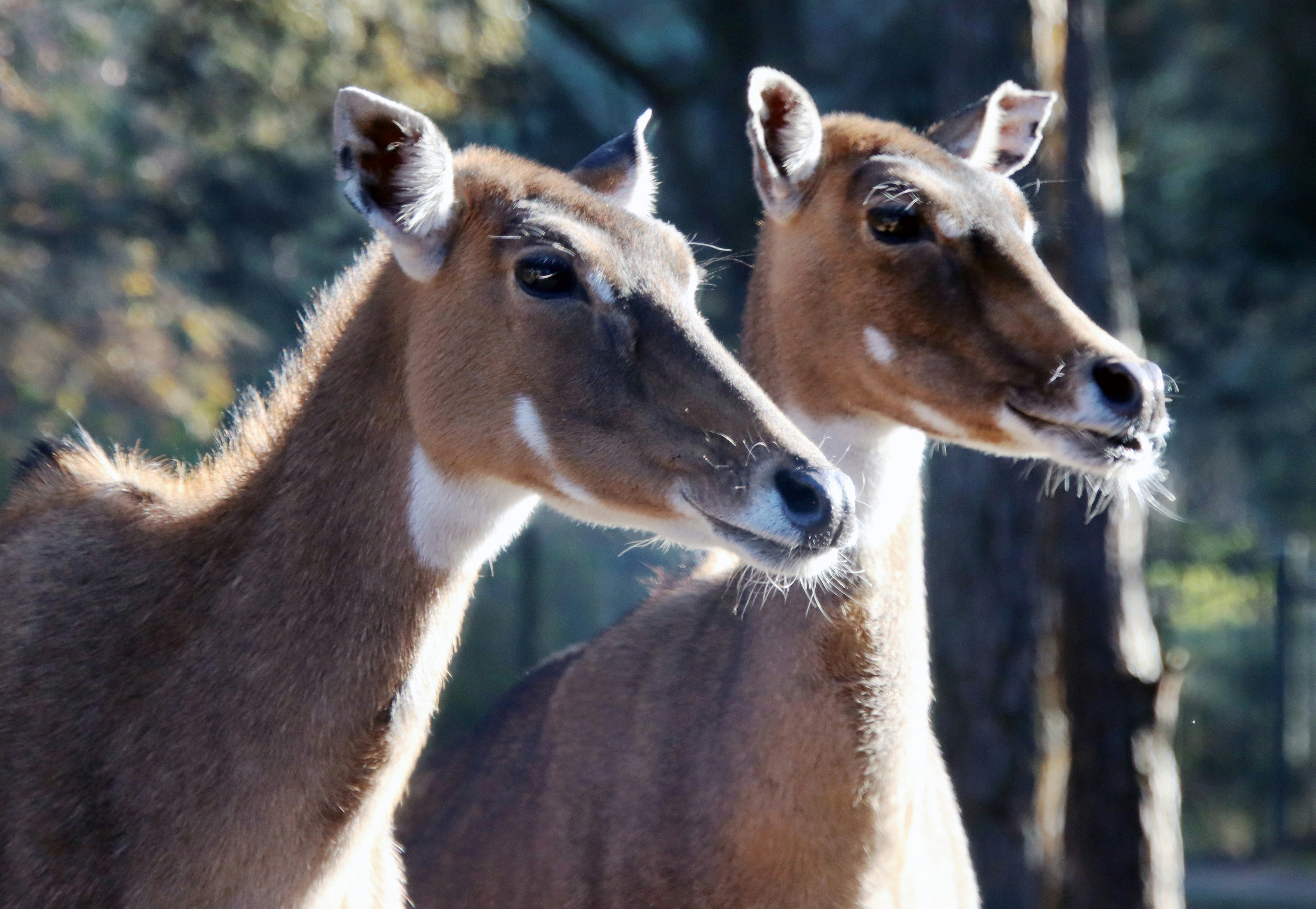two deer standing next to each other in a forest