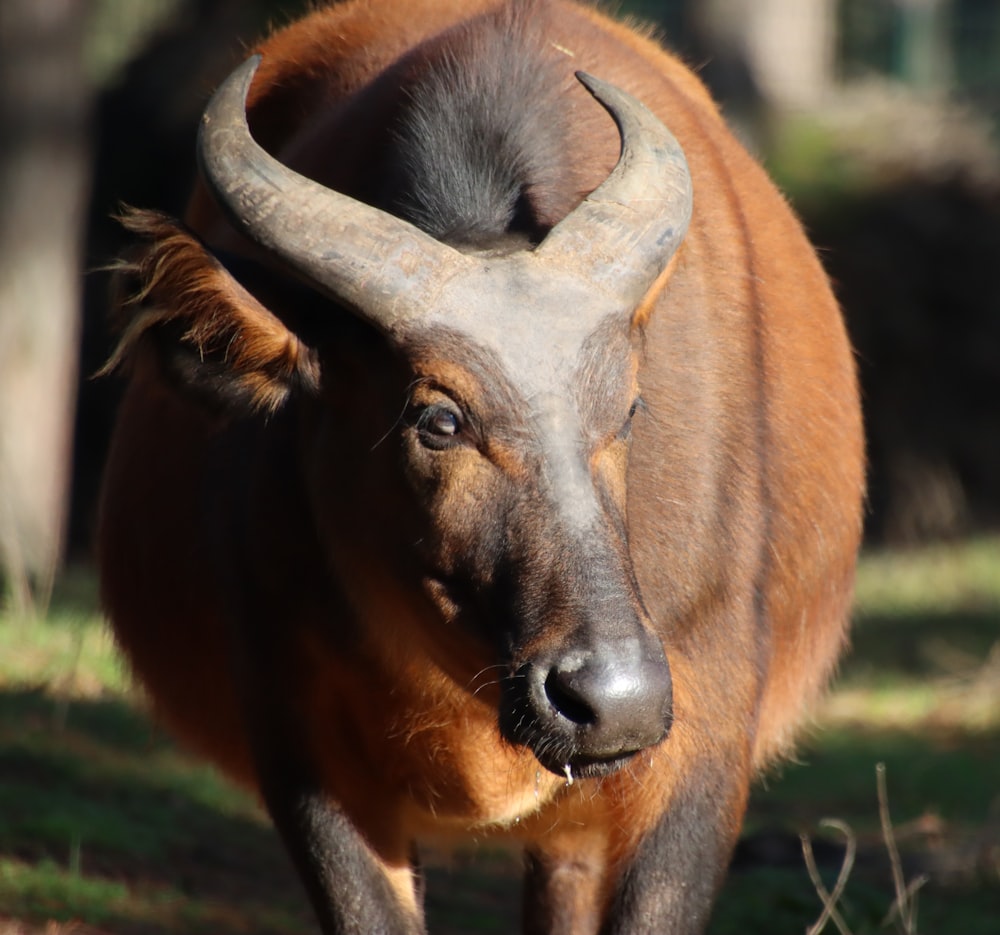 an animal with large horns standing in the grass