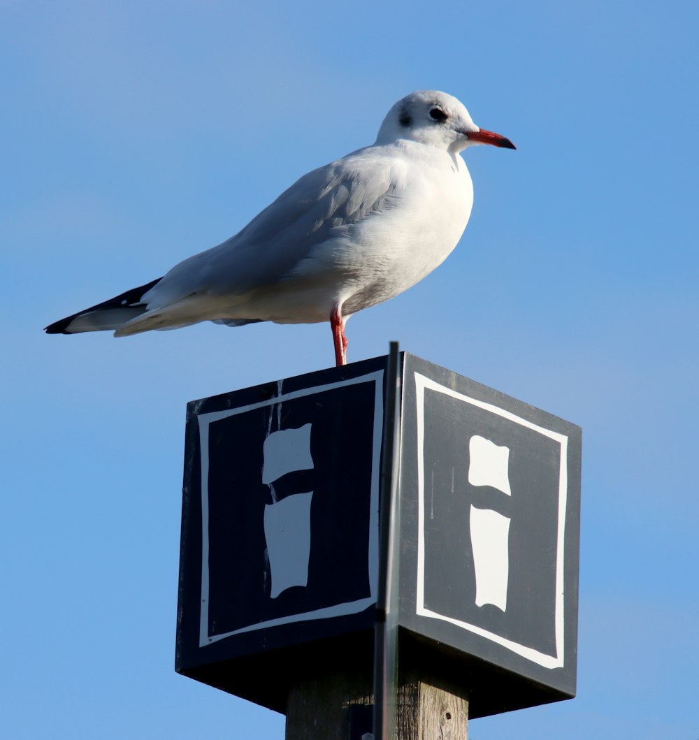 a seagull sitting on top of a parking sign