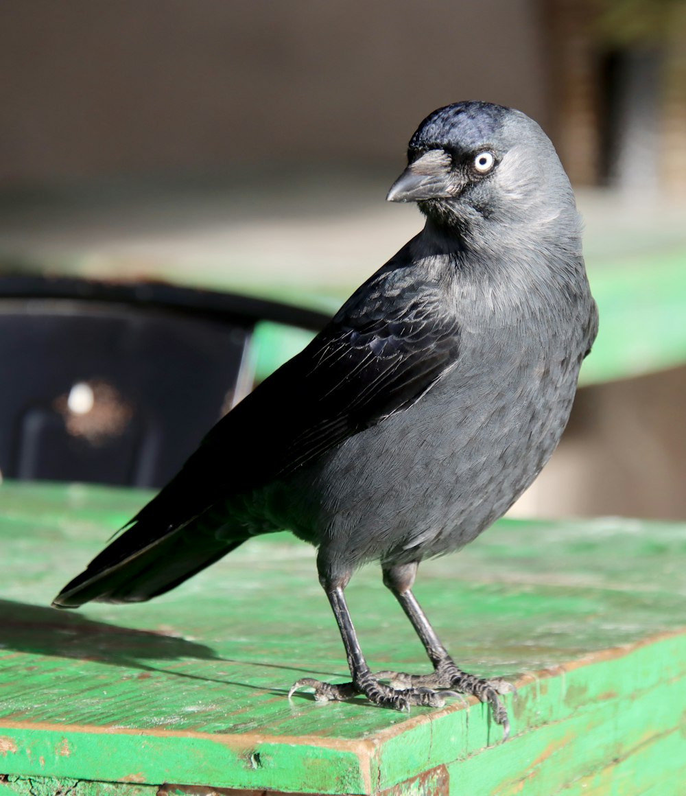 a black bird sitting on top of a green table