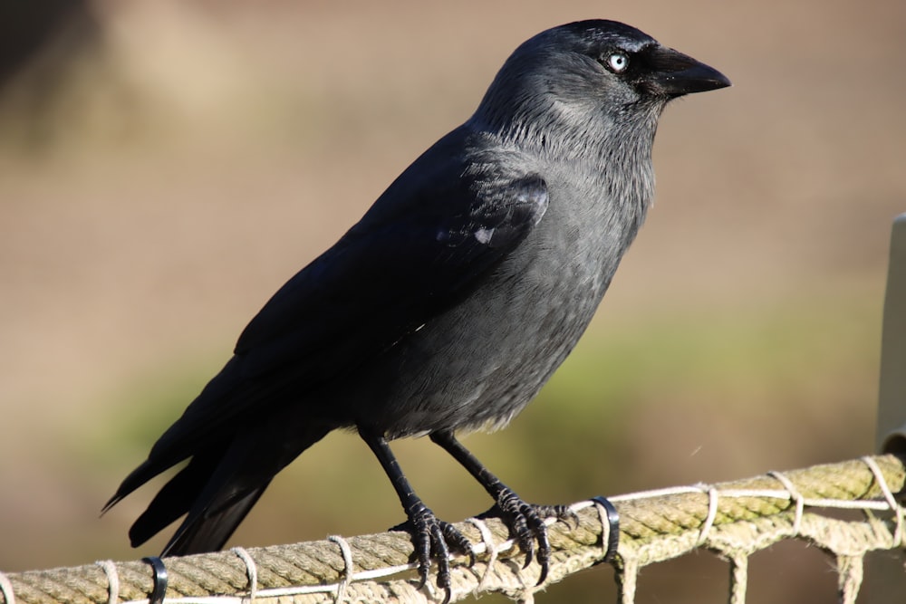 a black bird sitting on top of a rope