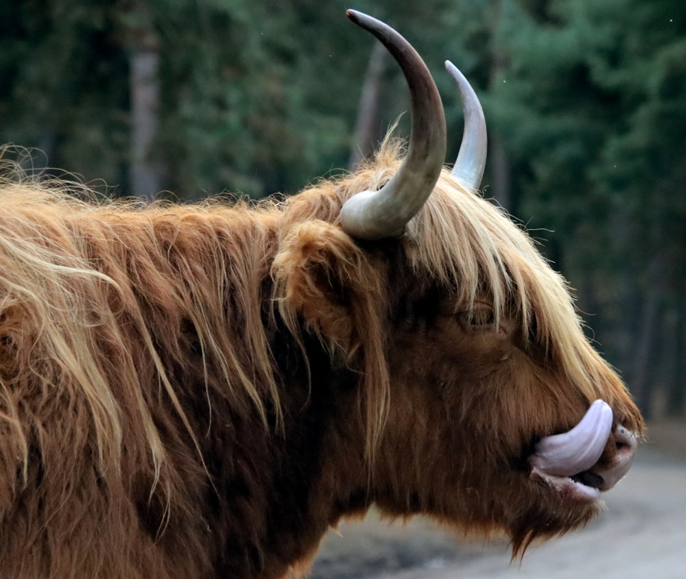 caldera desenterrar Hizo un contrato a yak with long horns standing on a dirt road photo – Free Animal Image on  Unsplash