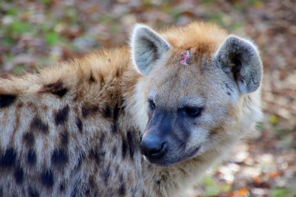 a close up of a hyena with a blurry background