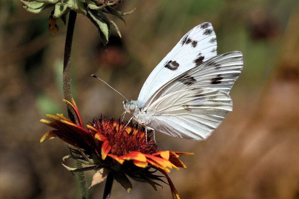 a white butterfly sitting on top of a flower