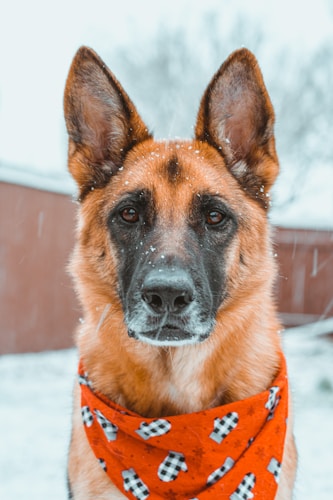 German Shepherd photo