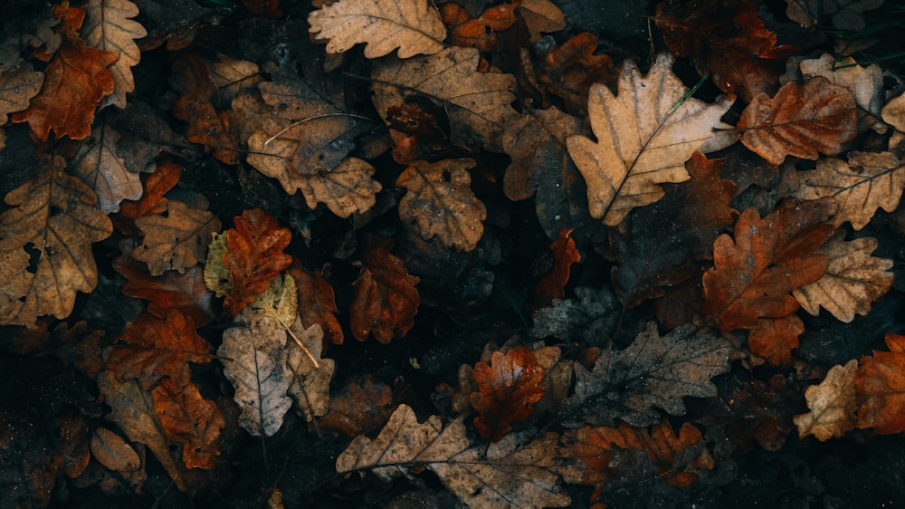 a bunch of leaves that are laying on the ground