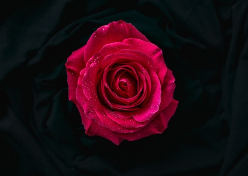 A vivid red rose with delicate petals covered in tiny droplets of water. The flower is centered against a backdrop of dark, silky fabric, emphasizing its vibrant hue and intricate texture.