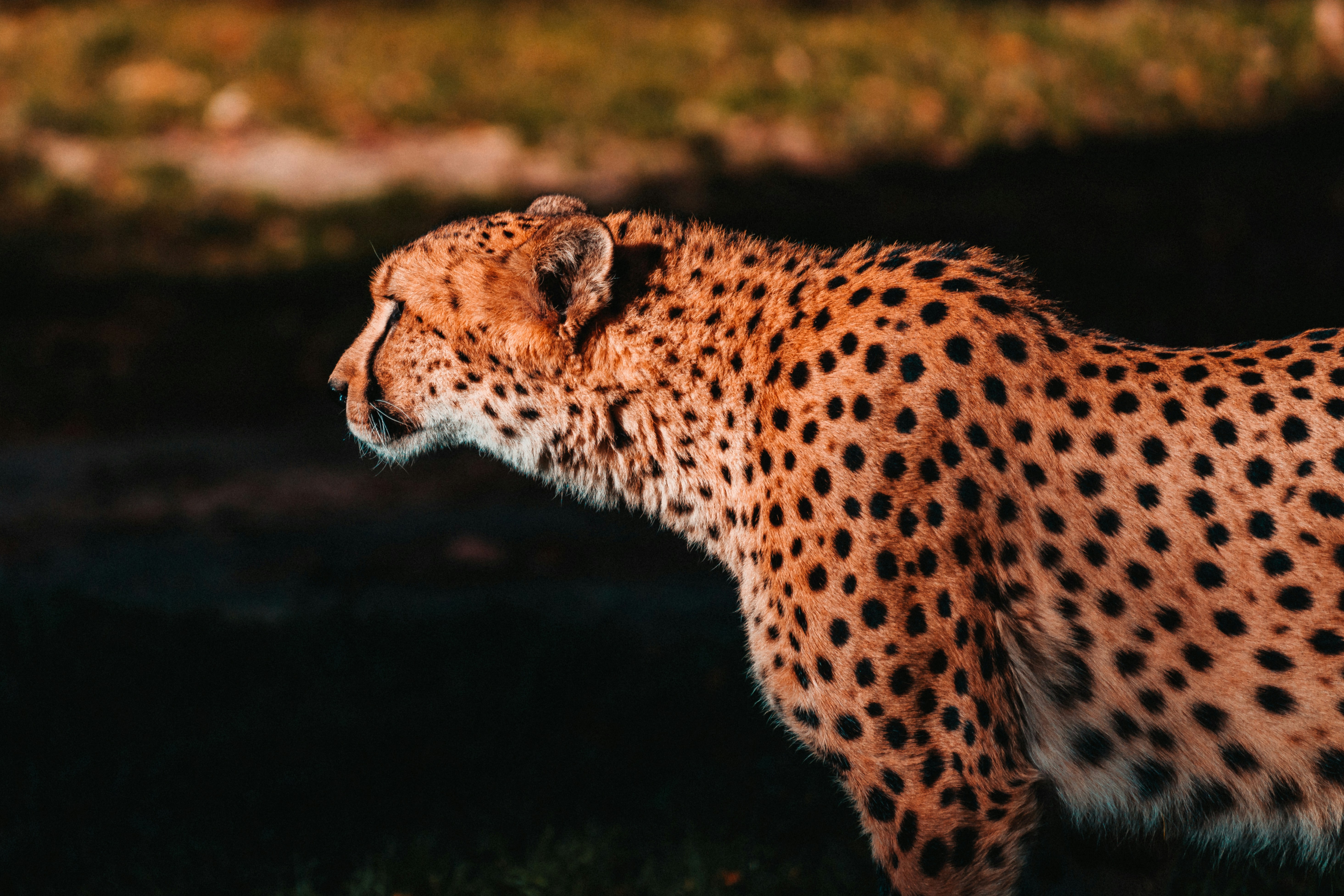 American Cheetahs: Speed Demons of the Pleistocene (image credits: unsplash)