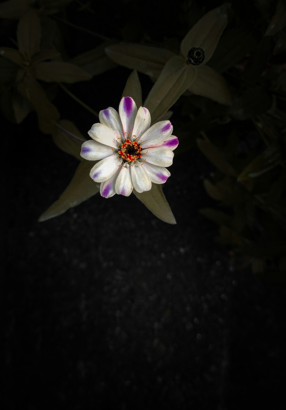 a purple and white flower in the dark