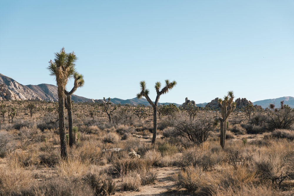 Un gruppo di alberi in un deserto con le montagne sullo sfondo