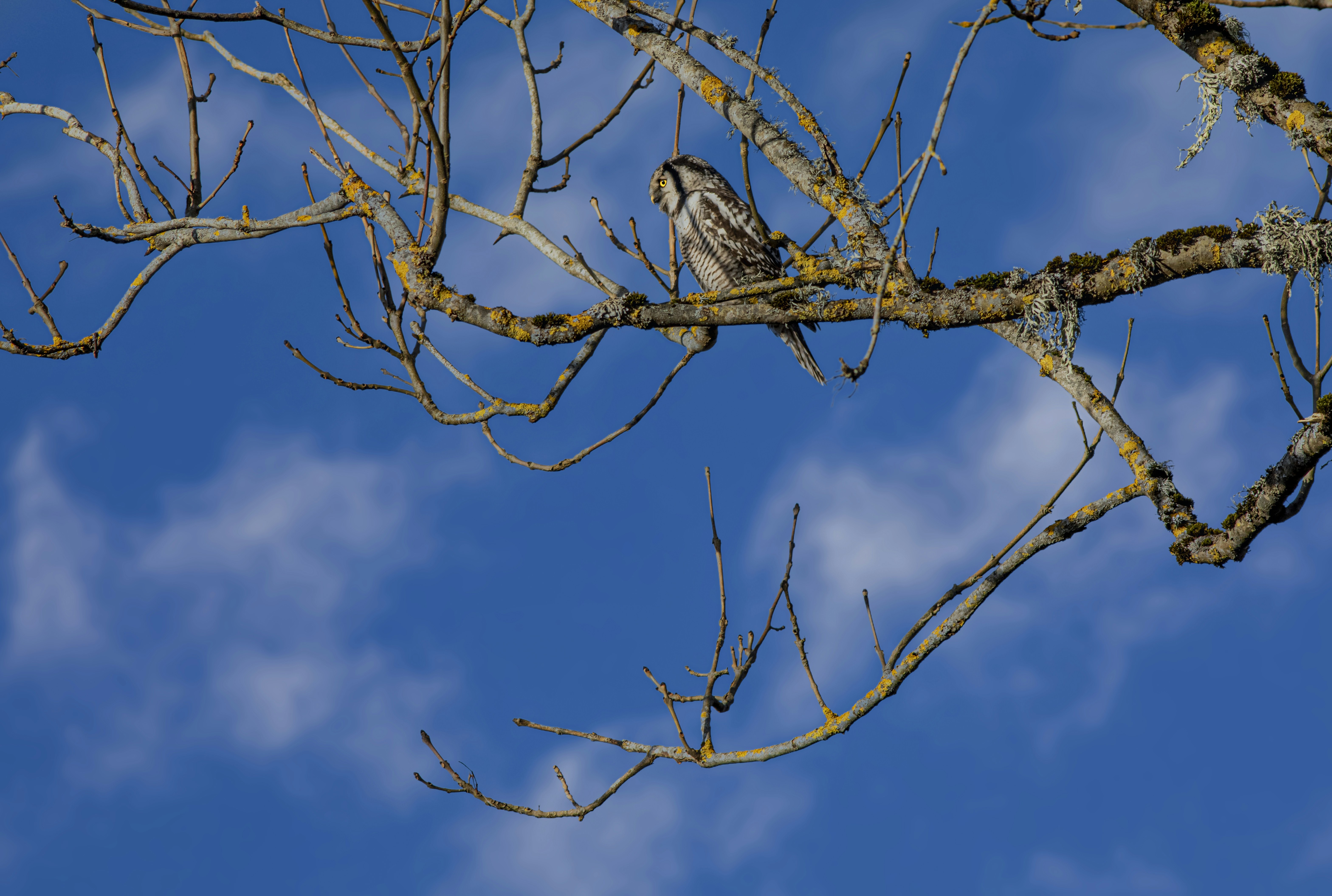 Northern Hawk-owl (Surnia ulula)