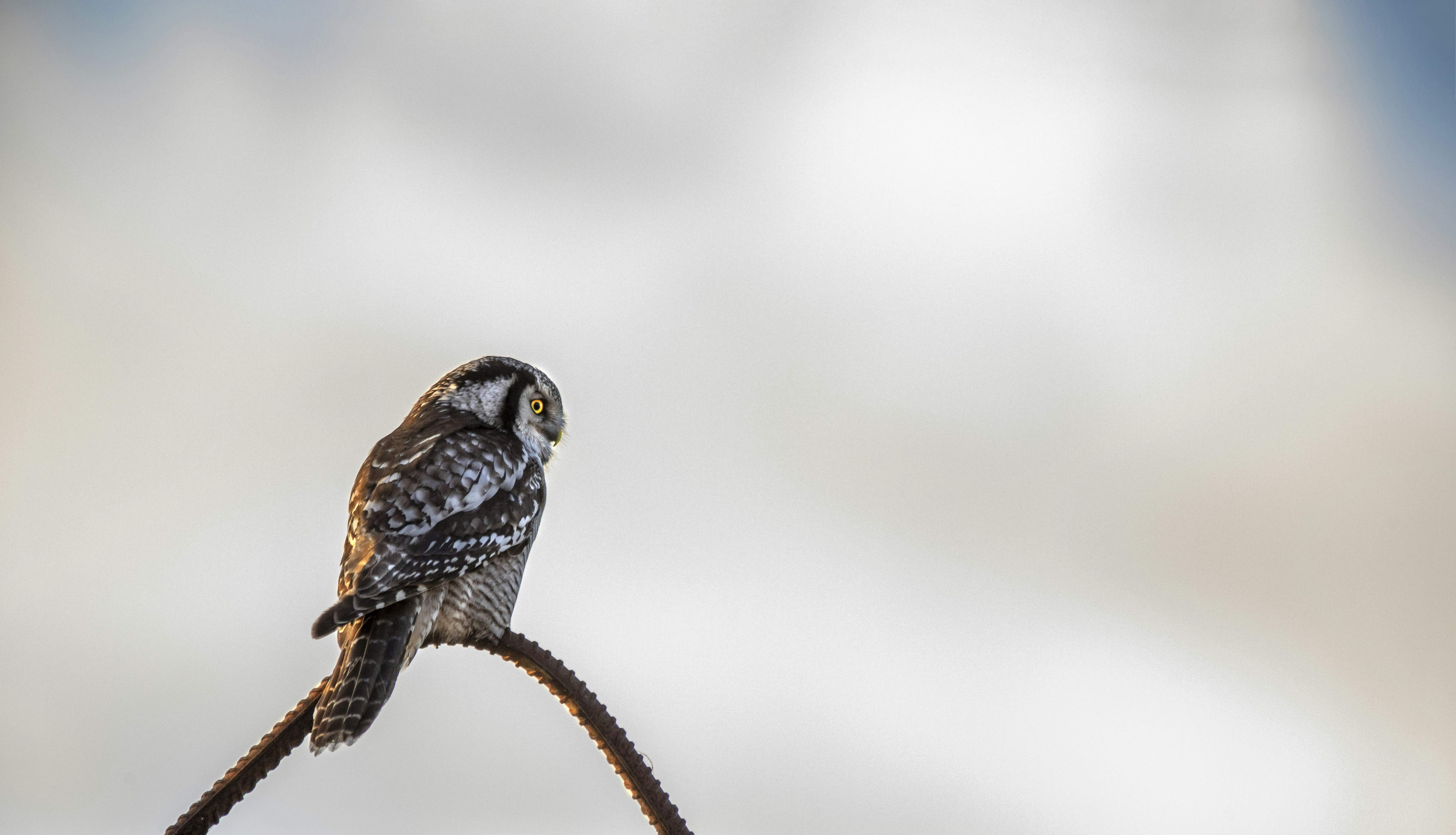 Photo by erik_karits