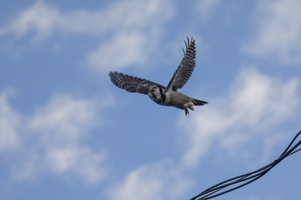 a bird flying through a blue cloudy sky