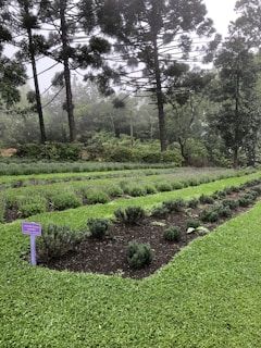 A lush garden features neatly arranged rows of lavender plants bordered by vibrant green grass. Tall pine trees stand in the background, their branches creating a canopy over the garden. A purple sign with text is positioned next to the lavender, providing information about the plants.