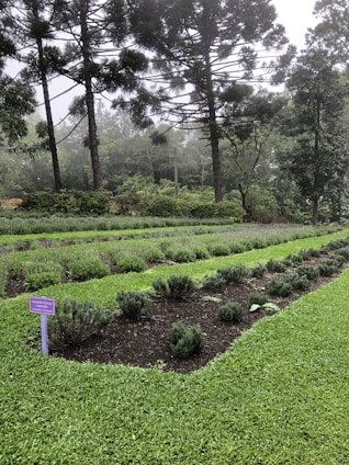 A lush garden features neatly arranged rows of lavender plants bordered by vibrant green grass. Tall pine trees stand in the background, their branches creating a canopy over the garden. A purple sign with text is positioned next to the lavender, providing information about the plants.