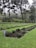 A lush garden features neatly arranged rows of lavender plants bordered by vibrant green grass. Tall pine trees stand in the background, their branches creating a canopy over the garden. A purple sign with text is positioned next to the lavender, providing information about the plants.